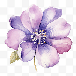 紫色花水彩画装饰元素