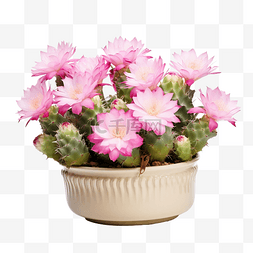 大gynocalycium baldianum或矮下巴仙人