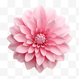 格柏图片_粉红色的花 3d 渲染
