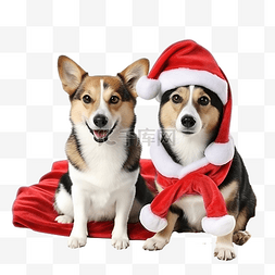 酒店名片图片_圣诞节杰克罗素梗犬和哈士奇
