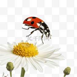 蜜蜂采蜜动图图片_飞行的瓢虫与花