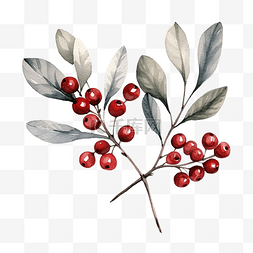 冬季植物和浆果的水彩插图