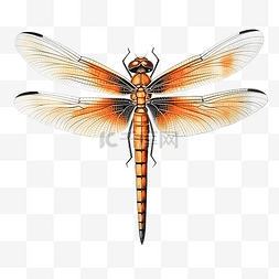 元素提取简单的图片_简单地从蜻蜓中提取分离的蜻蜓昆