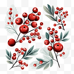 手绘红色浆果和冷杉树枝