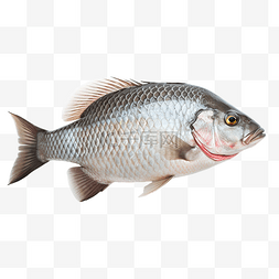 ai格式文件图片_泰国淡水鱼中的新鲜尼罗罗非鱼或