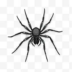 蜘蛛黑色png插图