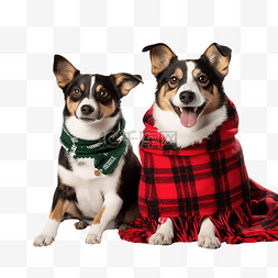圣诞节杰克罗素梗犬和哈士奇