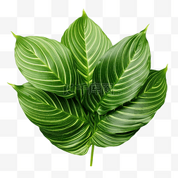 Calathea utea 叶子的绿叶图案 孤立的