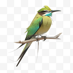 亚洲绿色食蜂鸟