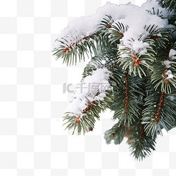 雪松树图片_冷杉的枝条被雪覆盖