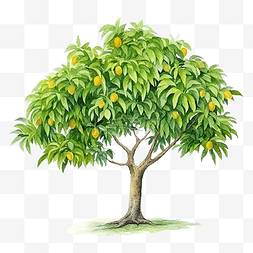 芒果芒果树图片_水彩芒果树