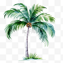 热带植物叶子背景图片_水彩棕榈树 PNG