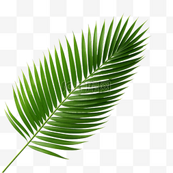 花的轮廓图片_棕榈树的绿叶隔离在白色背景png