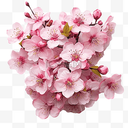 樱花花瓣图片_櫻花粉紅色的花朵