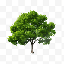 单个绿色圆形树平面对象png