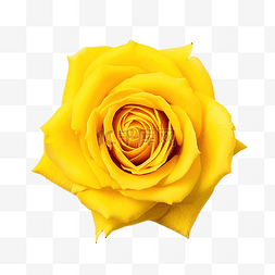 白色花瓣玫瑰图片_顶视图上的黄花玫瑰