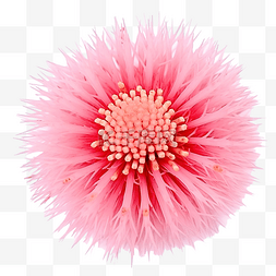 孤立的粉红色花粉