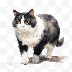 黑白貓图片_一只黑白胖猫行走的水彩画