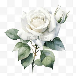 白玫瑰花图片_白玫瑰花水彩ai生成