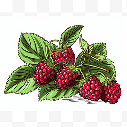 一组红树莓被绘制为矢量图