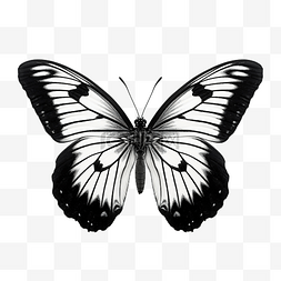 蝴蝶 黑色 和 白色
