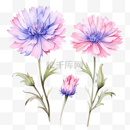 花朵背景粉色图片_一套粉红色的花朵矢车菊水彩插图