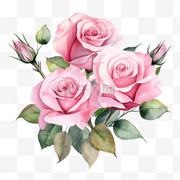 宝格丽绅士香水图片_水彩粉红玫瑰花束