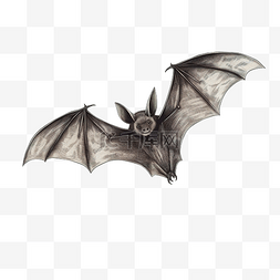 蝙蝠万圣节恐怖可怕节日插画幽灵