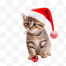 家畜图片_有趣的虎斑小猫玩圣诞装饰红色圣