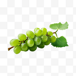 一根绿葡萄的树枝
