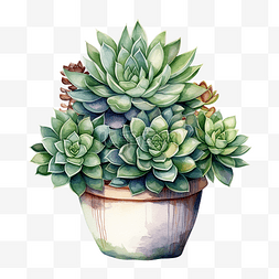 热带植物叶子背景图片_多汁的热带植物水彩插图