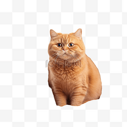 庆典猫图片_戴着红色针织围巾的姜黄色英国猫