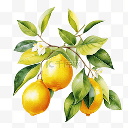 柠檬酵素图片_柠檬水果的水彩分支