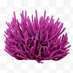 紫枝珊瑚礁
