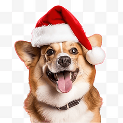 带着圣诞老人帽子和圣诞树的狗