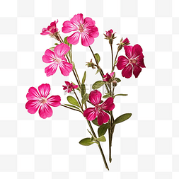 绽放的粉色花瓣图片_红色 Campion Silene dioica 花