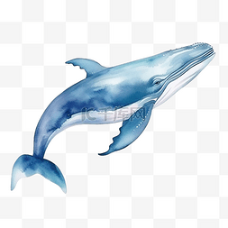 水彩鲸鱼海洋动物剪贴画