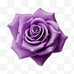 紫色玫瑰花朵元素