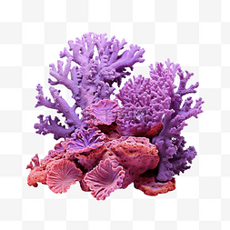 紫色珊瑚礁海洋生物