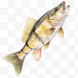 黄色鲈鱼 苦鲈 条纹鲈鱼 美国鲈鱼