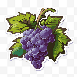 紫色叶子和葡萄图片_紫色葡萄贴纸与叶子和树叶剪贴画