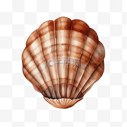 水彩航海图片_水彩棕色热带贝壳