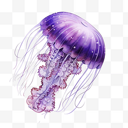 潜水图片_带点的紫色水母