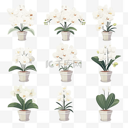 白兰花花盆植物收藏平面风格