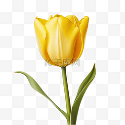 黄色花浪漫图片_带茎的黄色郁金香