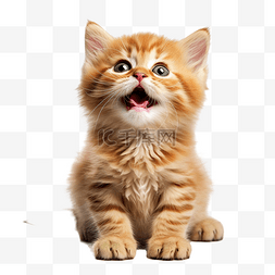 快乐有趣可爱的小猫毛茸茸的猫