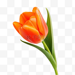 情人节植物装饰图片_橙色郁金香花