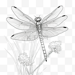 动植物图片_蜻蜓卡通铅笔画花园里动植物的风