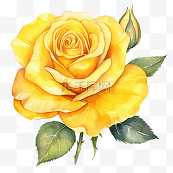 黄玫瑰水彩插图