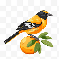 卡通贴画水果图片_黄莺剪贴画鸟坐在橙色水果卡通上